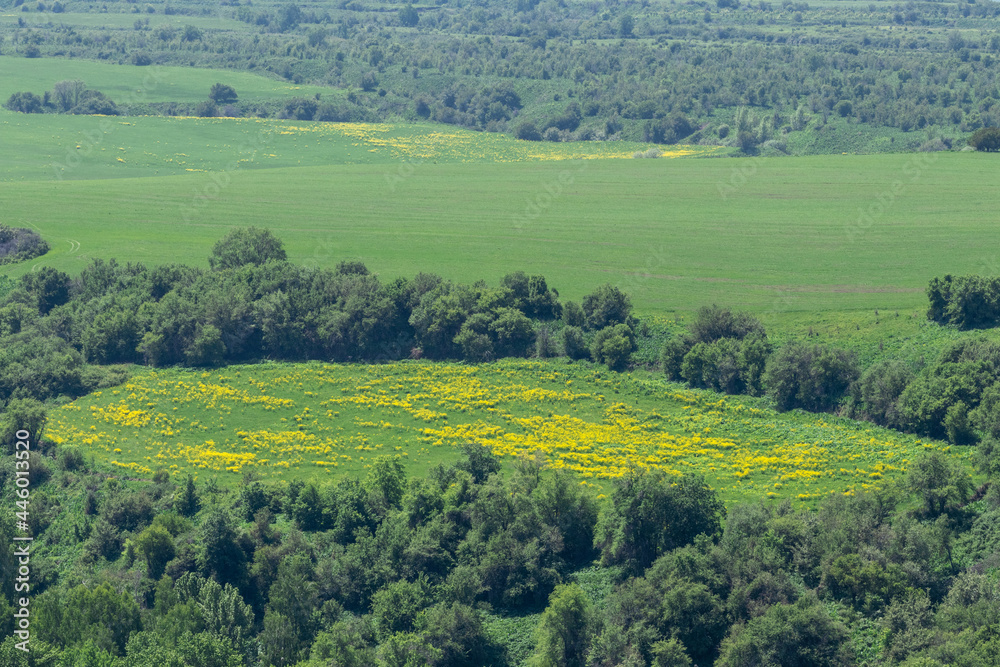 Mountain valley with glades of yellow flowers and meadows