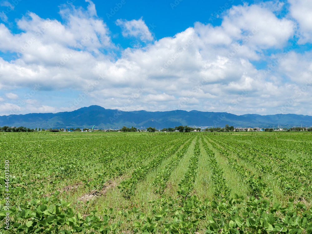 夏の湖畔 夏の湖畔