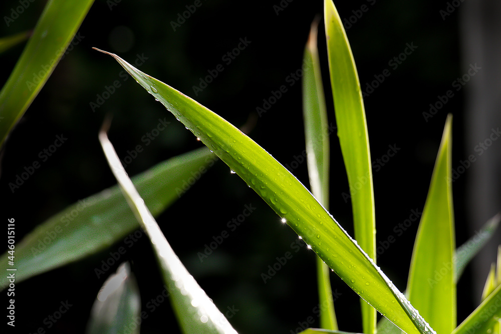 Obraz premium green leaf for background natural.