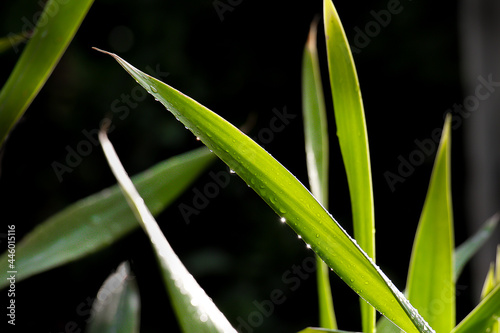 green leaf for background natural.