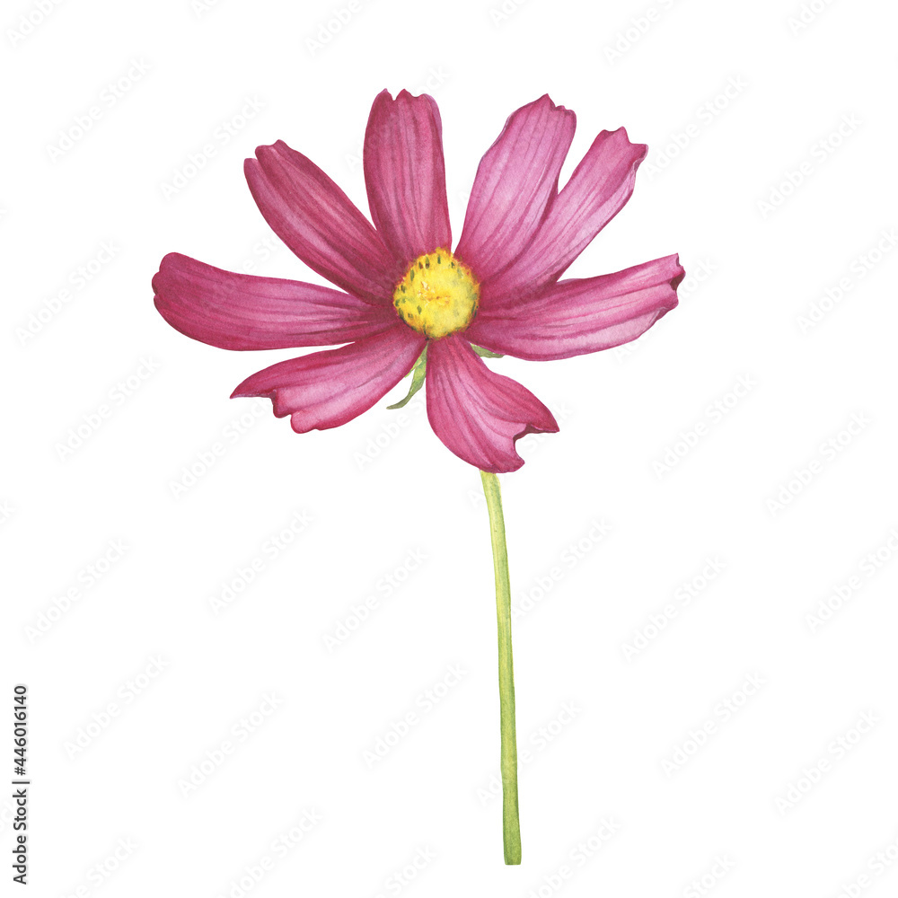 Branch with red flower of cosmea (Cosmos bipinnatus, Mexican aster, garden cosmos). Watercolor hand drawn painting illustration isolated on white background. Branch with red flower of cosmea (Cosmos bipinnatus, Mexican aster, garden cosmos). Watercolor hand drawn painting illustration isolated on white background.