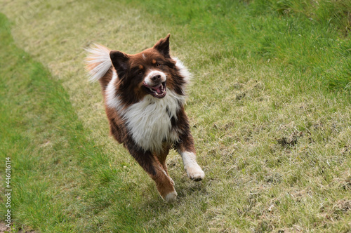 Dog running on a country path on a hot summer day. Happy Australian shepherd dog in motion 