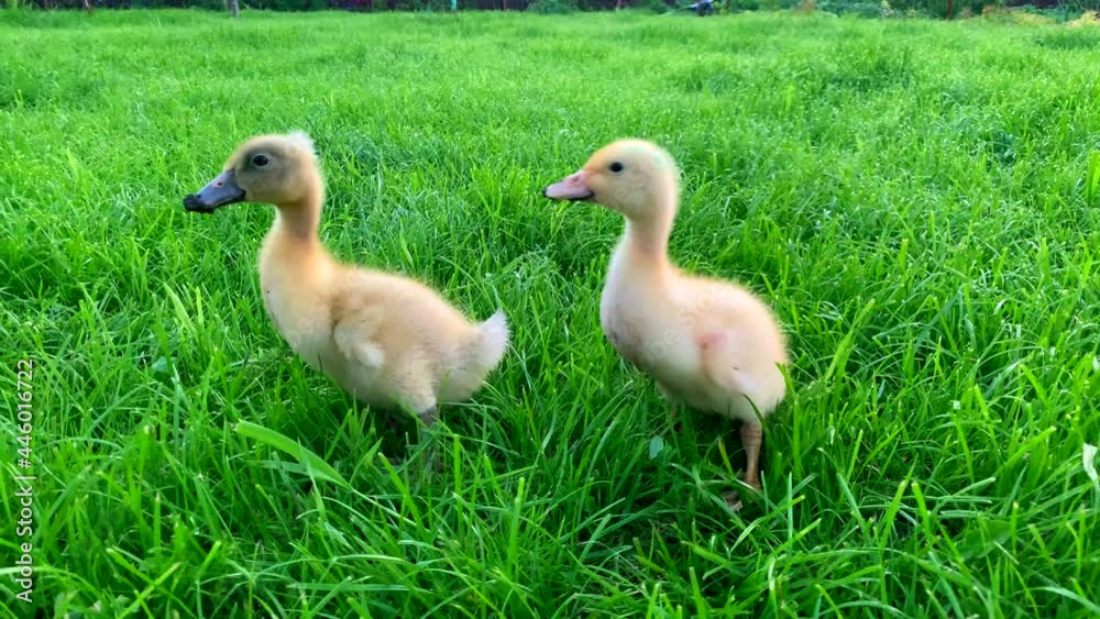 Two yellow ducklings walk on green grass for Easter. Domestic birds. Farming on the farm. Ducks on the lawn. Healthy animals. Bird protection. Human and nature. Farming and geese. Two yellow ducklings walk on green grass for Easter. Domestic birds. Farming on the farm. Ducks on the lawn. Healthy animals. Bird protection. Human and nature. Farming and geese.