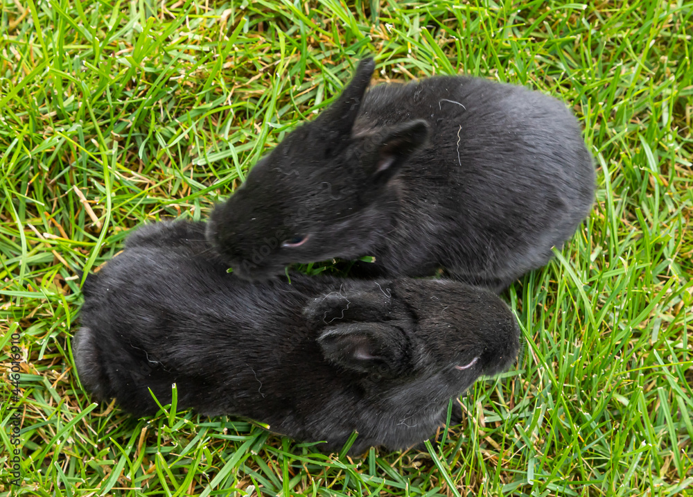 little black rabbits in the green grass little black rabbits in the green grass