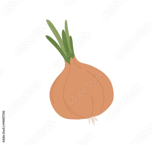Fresh raw yellow onion with green tops. Whole vegetable with bulb and peel. Healthy organic veggie icon. Natural ingredient. Flat vector illustration of farm food isolated on white background