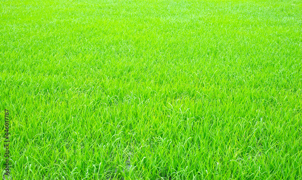 Cultivated rice fields are full of agricultural work. Cultivated rice fields are full of agricultural work.