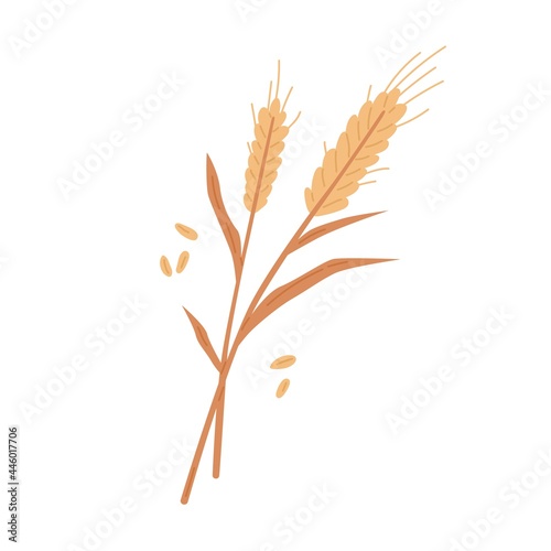Dry wheat spikelets with ear, stem and spike. Botanical composition of farm cereal plant and grains. Flat vector illustration of field crop isolated on white background © Good Studio