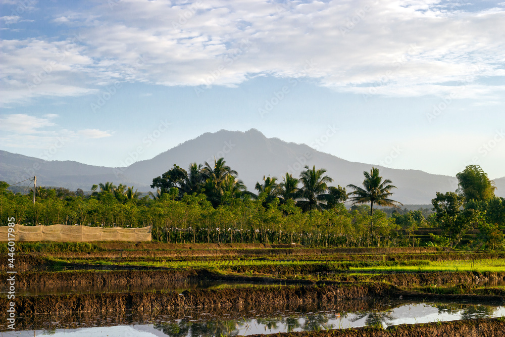 Fototapeta premium Mountain view seen from the rice field area