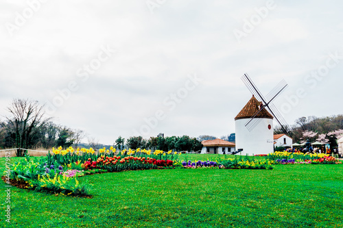 JEJU ISLAND  KOREA  SOUTH - Apr 04  2016  Garden covered in flowers with a windmill and buildings on Jeju Island in the background