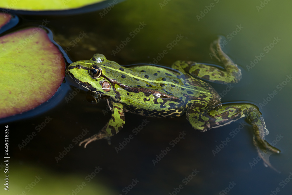 Green frog in the water resting next to a water lily leaf seen obliquely from above Green frog in the water resting next to a water lily leaf seen obliquely from above