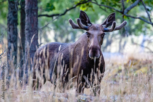 moose in the forest