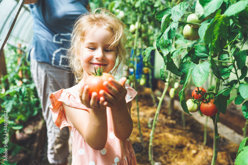 Five year old girl picking ripe red organic tomatoes in greenhouse with her unrecognizable grandmother on background