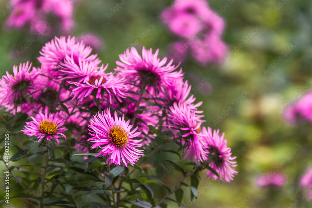 Beautiful purple chrysanthemums in the garden in the city garden.