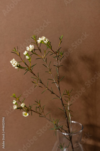 Decoration concept - still life of dried flowers in vases with hard shadows.Minimalist composition