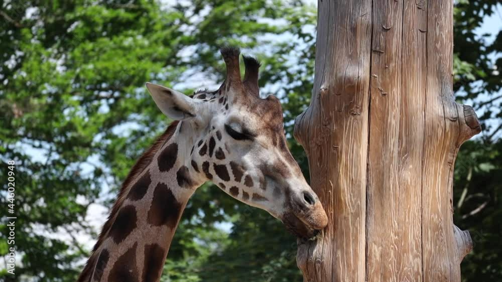 Beautiful Rothschild Giraffe Licks Wooden Tree in Zoological Garden. African Mammal with Tongue in Zoo.
Beautiful Rothschild Giraffe Licks Wooden Tree in Zoological Garden. African Mammal with Tongue in Zoo.