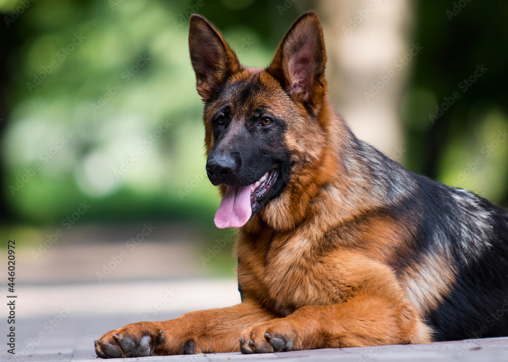 dog for a walk in summer, german shepherd