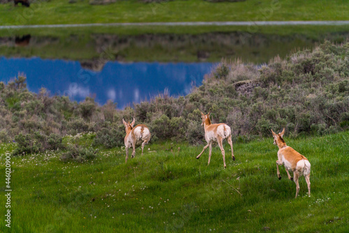 Pronghorn in Lamar Valley Yellowstone photo