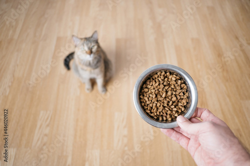 Man hands the cat a bowl of dry food. Selective focus on the iron plate. Top view.
