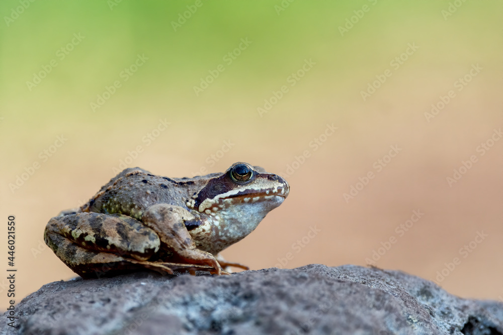 Common frog (Rana temporaria), also known as the European common frog on a stone in the mountains. Isolated on a flowing golden green background, photographed up close Common frog (Rana temporaria), also known as the European common frog on a stone in the mountains. Isolated on a flowing golden green background, photographed up close