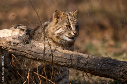 A Far Eastern forest cat sits behind a fallen tree in an autumn forest. Wild forest cat.