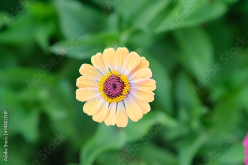 yellow flower with pink circle in the garden