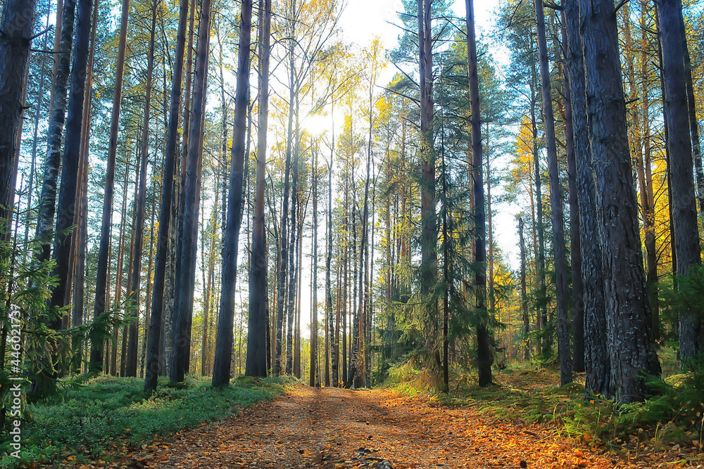 Fototapeta premium summer landscape in forest background panorama nature summer season landscape trees