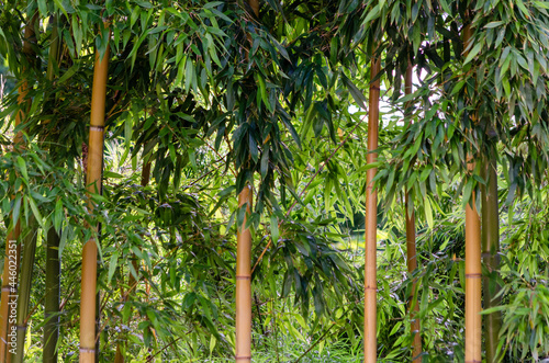 Bambou (Phyllostachys viridiglaucescens)