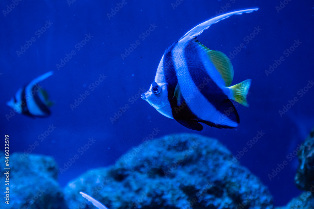 Fototapeta premium Heniochus intermedius fish