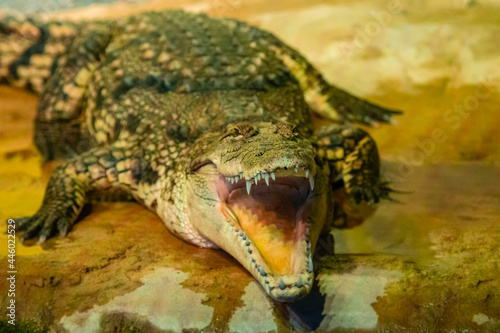 crocodile with open mouth with large teeth