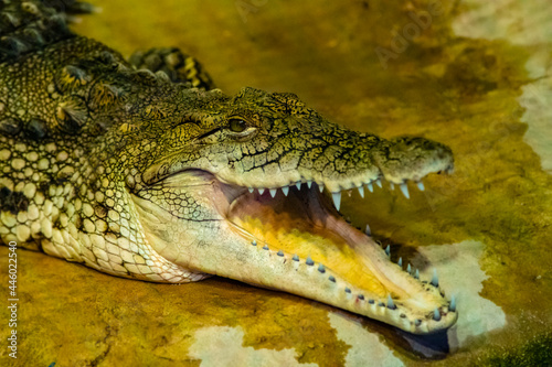 crocodile with open mouth with large teeth