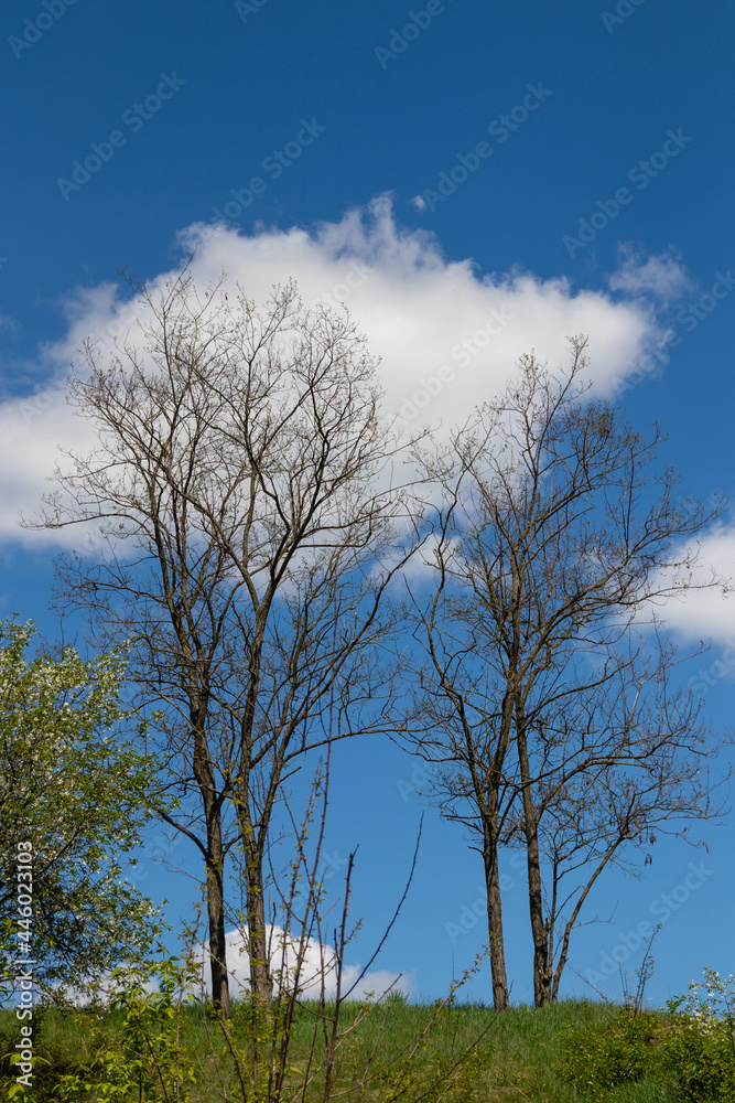 beautiful trees against the blue sky and clouds beautiful trees against the blue sky and clouds