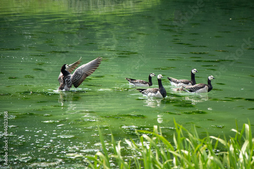 Geese on the lake photo