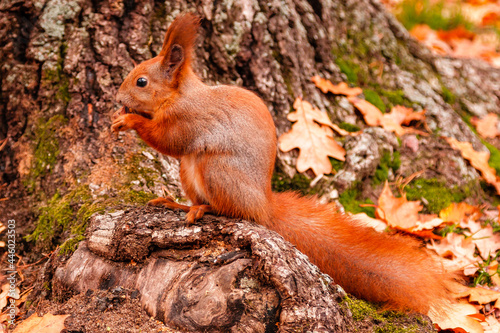A beautiful redhead squirrel gnawing a nut near © Minakryn Ruslan 