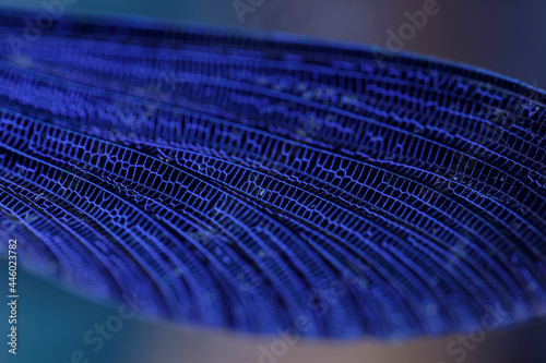 Photography Close-up detailed macro shot of a dragonfly wing