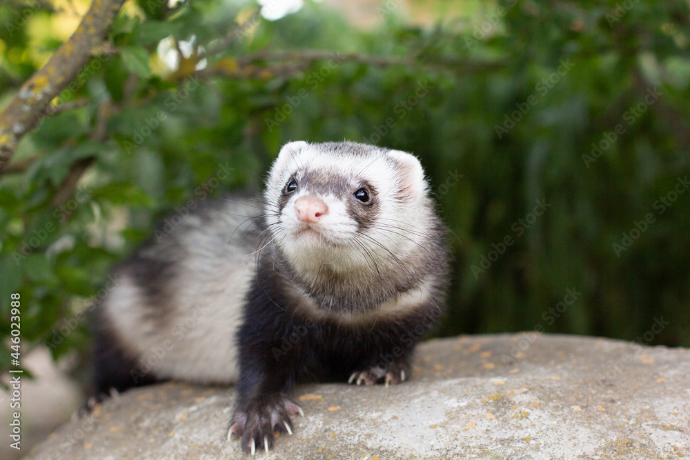 Sable ferret, Mustela putorius,sitting on the big stone green grass Sable ferret, Mustela putorius,sitting on the big stone green grass