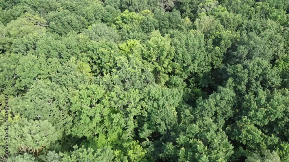 Fly over the treetops. Deciduous forest aerial view, nature.
Fly over the treetops. Deciduous forest aerial view, nature.