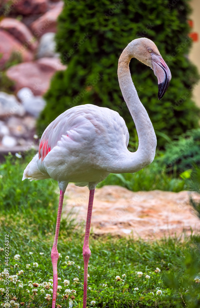 A close-up of a pink flamingo standing on two legs. Selective focus, blurred green background of lush grass and bushes. Ornithology, beauty in nature, animals in the wild, vacation. A close-up of a pink flamingo standing on two legs. Selective focus, blurred green background of lush grass and bushes. Ornithology, beauty in nature, animals in the wild, vacation.