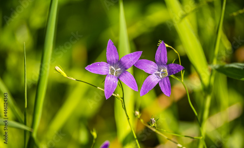 Purple flowers of Campanula Patula or spreading bellflower against the green grass in a rural field. Shallow focus, blurred background. Common plant for Europe also met elsewhere.