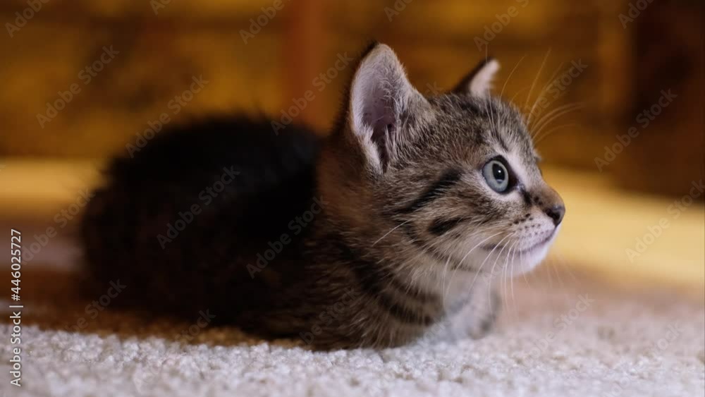 Cute gray tabby kitten laying comfortable on the white carpet in the living room. Striped little cat looking curious with her large blue eyes. Adorable animal portrait, warm colours, close-up, 4k.