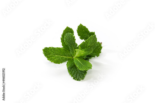 Top of the fresh mint twig on a white background