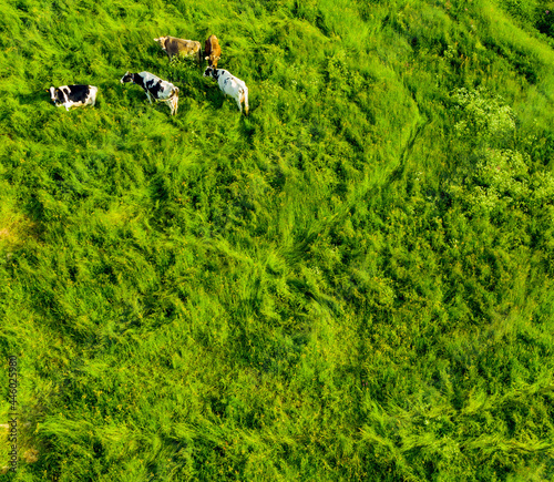 mucche pascolo montagna erba verde foto aerea drone