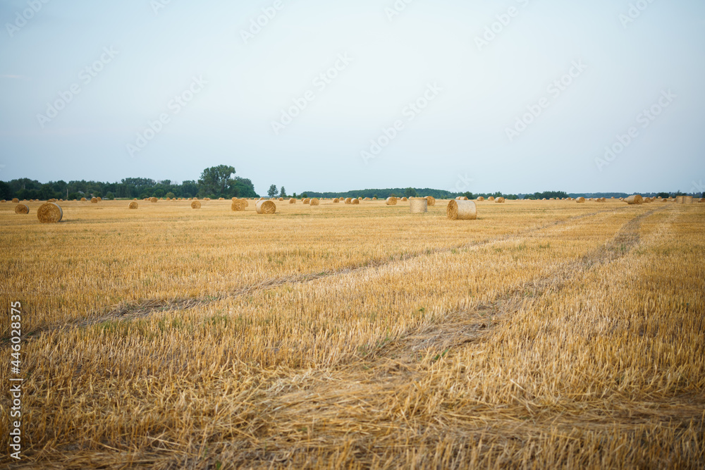 field of wheat in the field