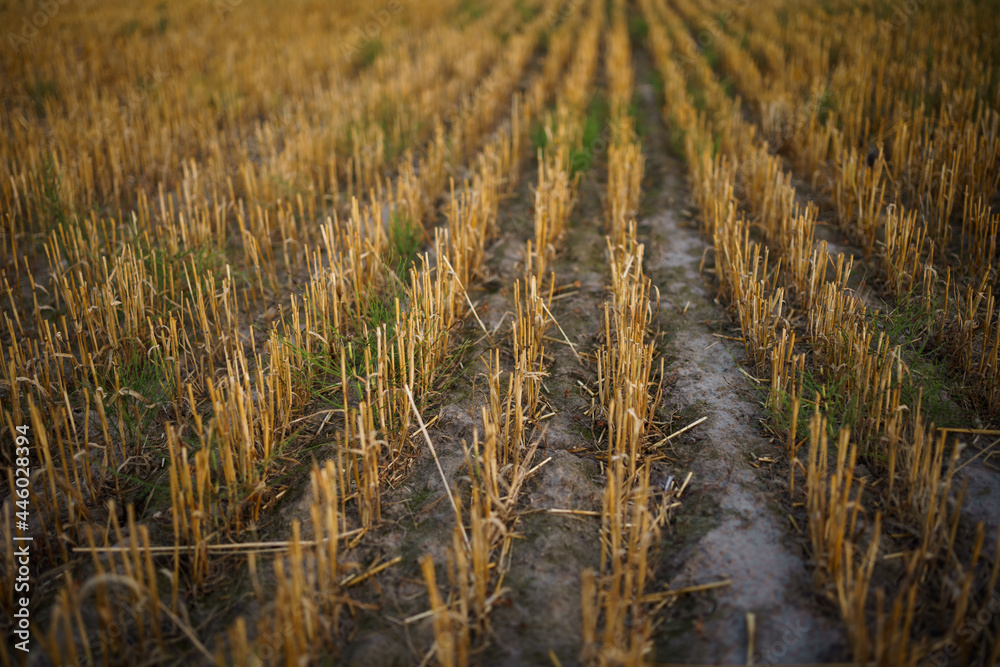 Fototapeta premium golden wheat field in summer