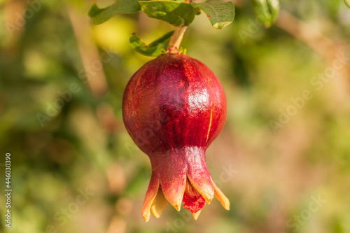 Single small unripe fruit of pomegranate