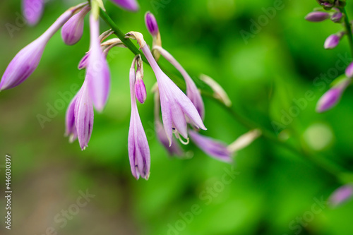 Beautiful natural background with purple flowers