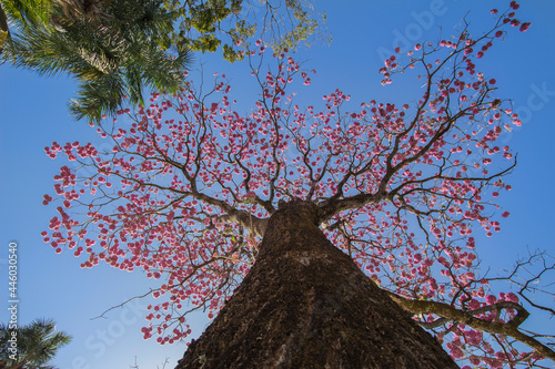 Brazilian Savannah Flower
Very pink, this flower is common in brazilian savannah. photo