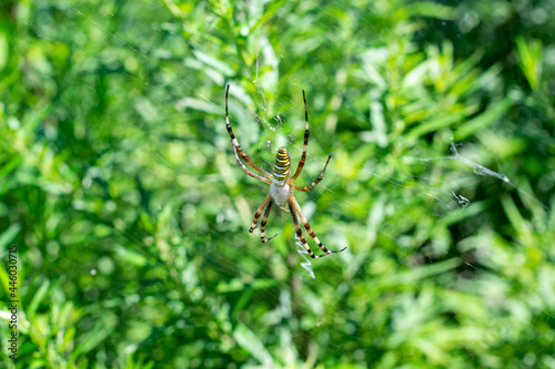 蜘蛛の巣で獲物を待つクモ ナガコガネグモ