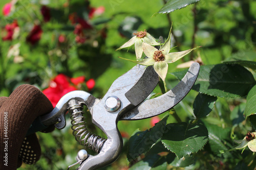 Eine Schere, die verblühte Rosen im Garten schneidet