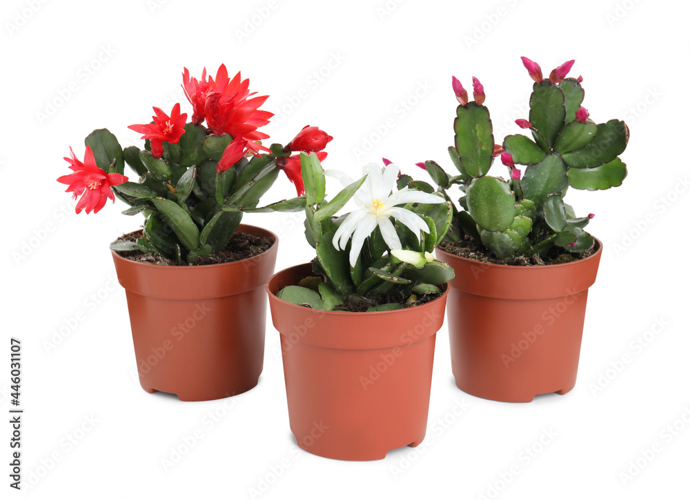 Beautiful blooming Schlumbergeras (Christmas or Thanksgiving cacti) on white background Beautiful blooming Schlumbergeras (Christmas or Thanksgiving cacti) on white background