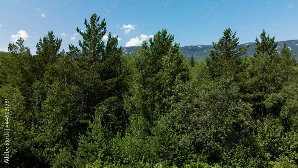 Fly to the mountain among the green forest Fly to the mountain among the green forest